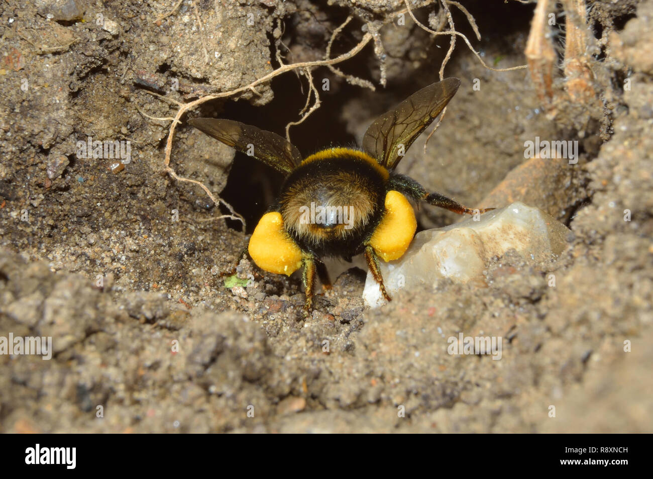 Bumblebee in flight, in and out of dirt burrow. Stock Photo