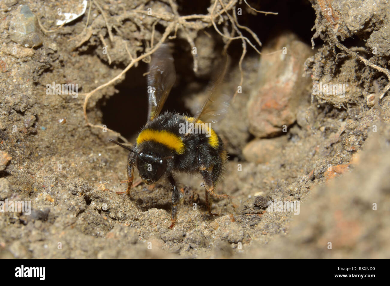 Bumblebee in flight, in and out of dirt burrow. Stock Photo