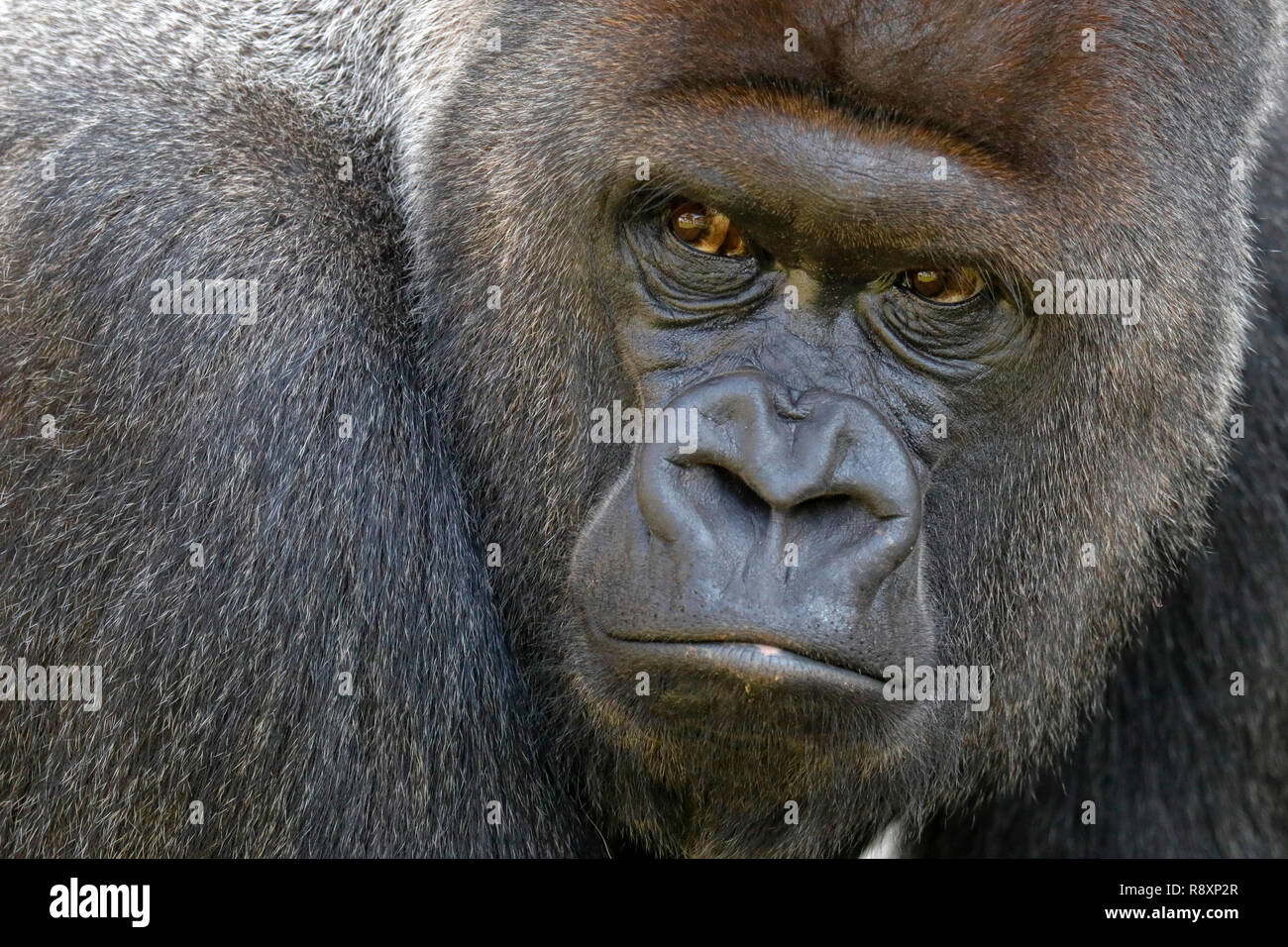 Gorilla, (Gorilla gorilla, gorilla), male, silverback, captive Stock ...