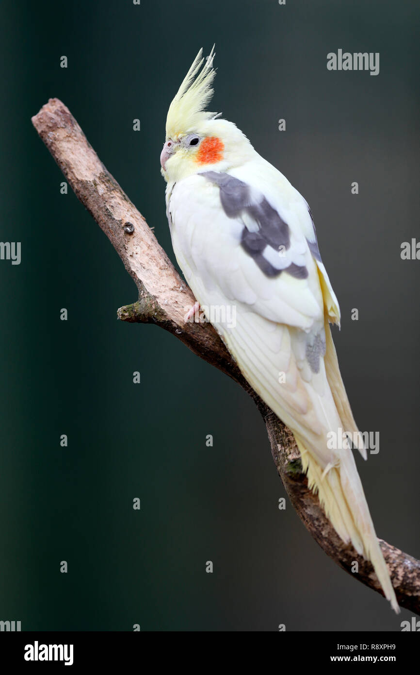 cockatiel, (Nymphicus hollandicus), captive, Germany Stock Photo - Alamy