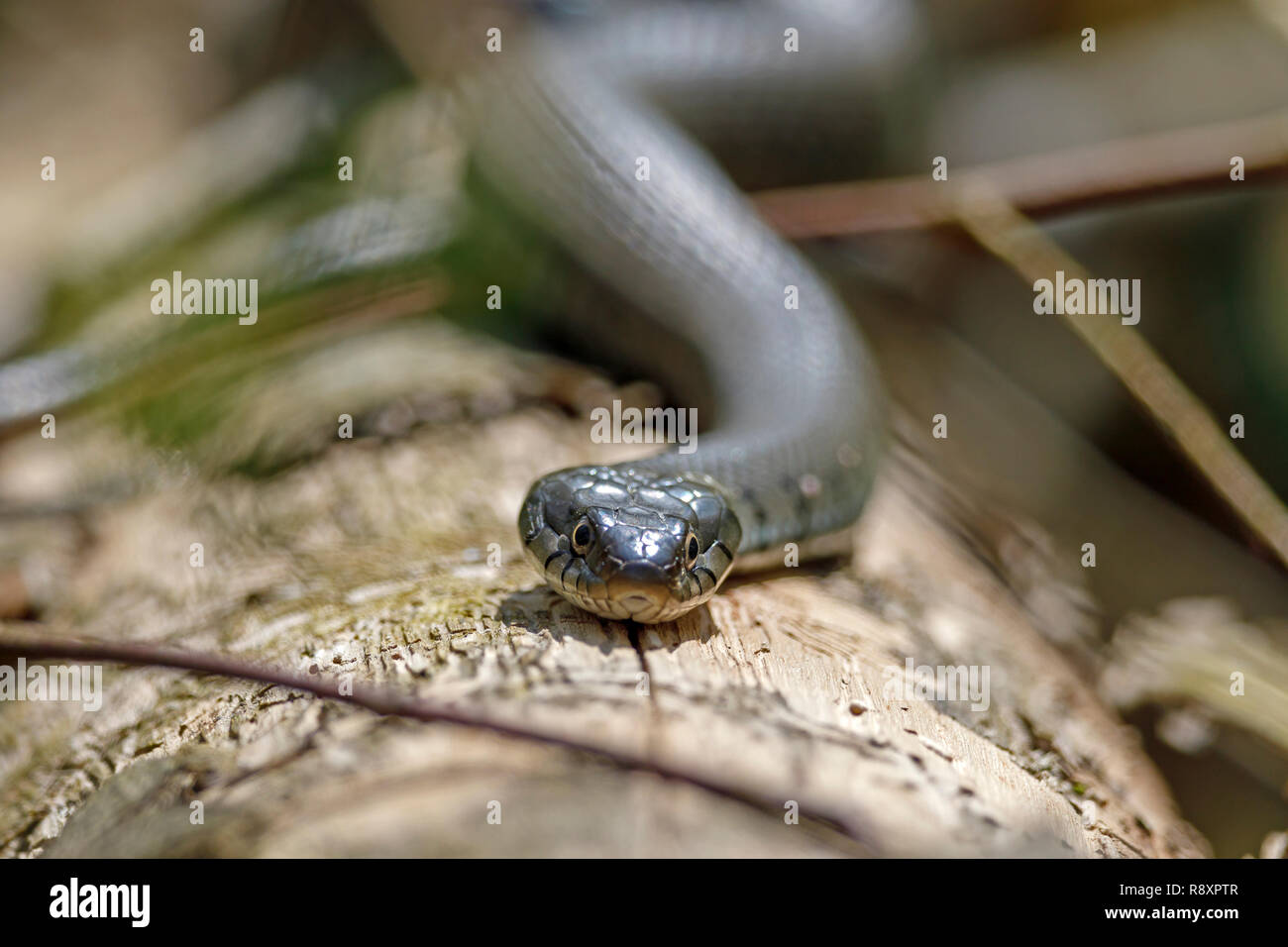 (European) grass snake (Natrix natrix) on a branch, wildlife, Germany ...