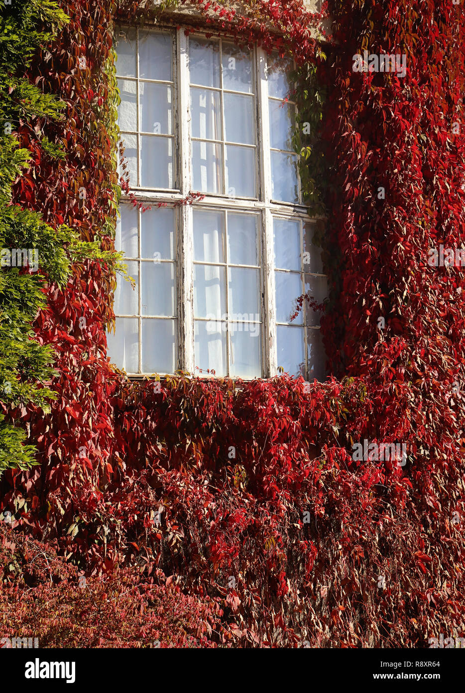 Autumnal view of house exterior wall covered by red foliage of creeper ivy Parthenocissus quinquefolia, framing a window Stock Photo
