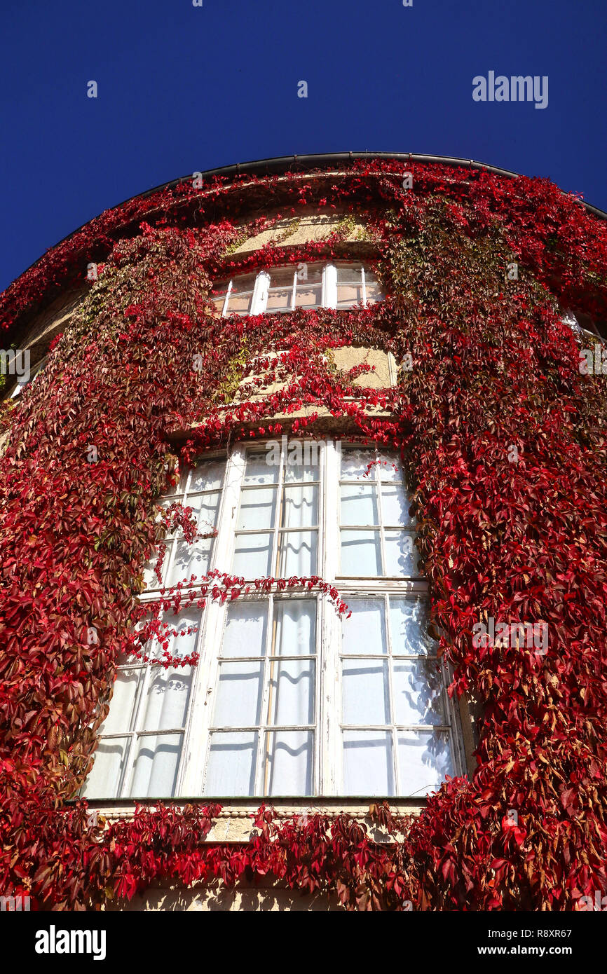 Autumnal view of house exterior round wall covered by red foliage of creeper ivy Parthenocissus quinquefolia, framing a set of windows Stock Photo