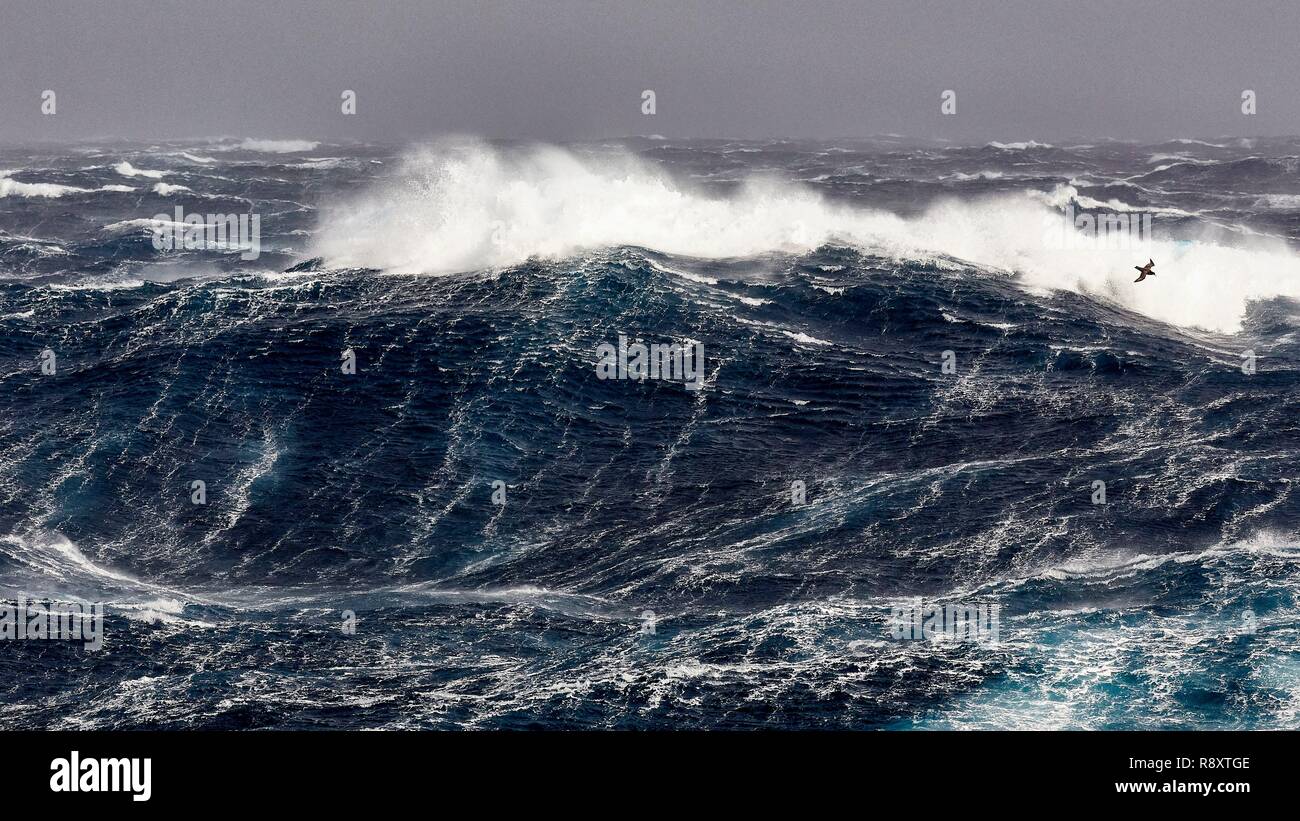 France, French Southern and Antarctic Territories (TAAF), violent storm, Beaufort scale 10 gusting to 11 in the roaring forties, picture taken aboard the Marion Dufresne (supply ship of French Southern and Antarctic Territories) underway from Crozet Islands to Kerguelen Islands, A Northern Giant Petrel, (Macronectes halli) the scale of which can reach 2 meters, gives the size of the waves which reach about ten meters high Stock Photo