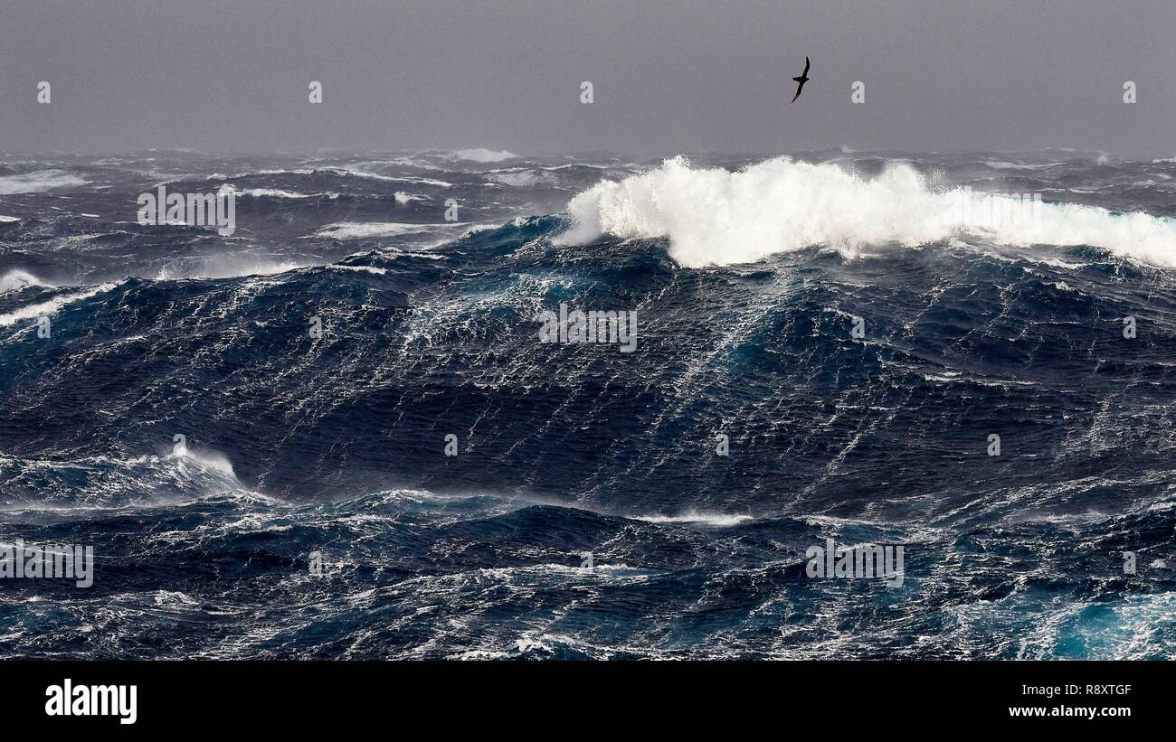 France, Indian Ocean, French Southern and Antarctic Lands, violent storm, Beaufort scale 10 gusting to 11 in the roaring forties, picture taken aboard the Marion Dufresne (supply ship of French Southern and Antarctic Territories) underway from Crozet Islands to Kerguelen Islands, A Northern Giant Petrel, (Macronectes halli) the scale of which can reach 2 meters, gives the size of the waves which reach about ten meters high Stock Photo