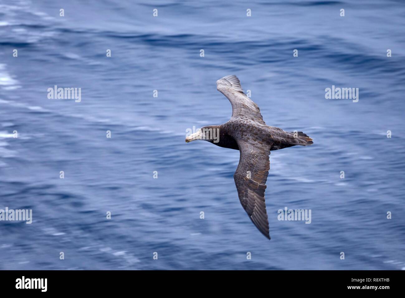 France, Indian Ocean, French Southern and Antarctic Lands, White-chinned Petrel (Procellaria aequinoctialis), picture taken aboard the Marion Dufresne (supply ship of French Southern and Antarctic Territories) underway from Crozet Islands to Kerguelen Islands Stock Photo