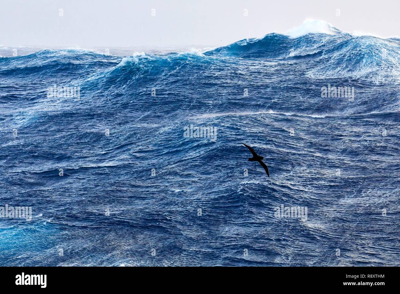 France, Indian Ocean, French Southern and Antarctic Lands, violent storm, Beaufort scale 10 gusting to 11 in the roaring forties, picture taken aboard the Marion Dufresne (supply ship of French Southern and Antarctic Territories) underway from Crozet Islands to Kerguelen Islands, White-chinned Petrel (Procellaria aequinoctialis) Stock Photo