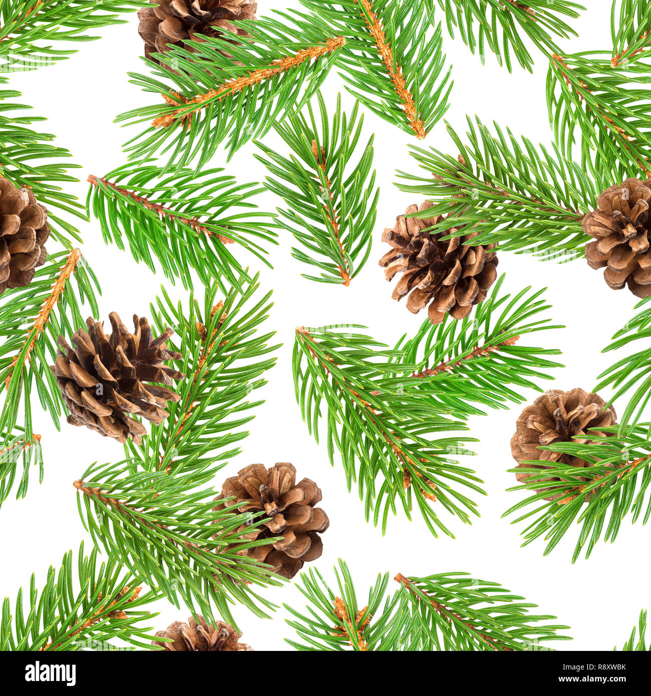 Conifer tree cut out hires stock photography and images Alamy