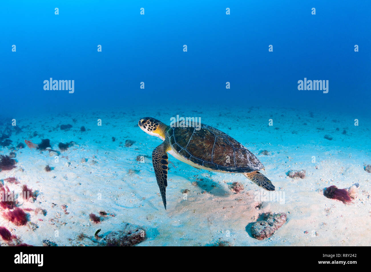 Turtle in Sal - Cabo Verde Stock Photo