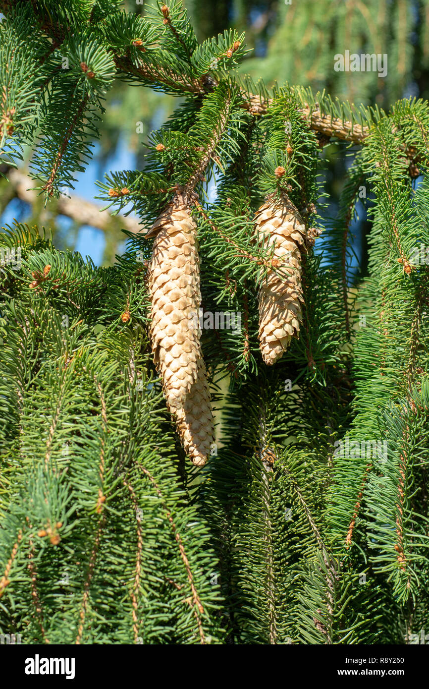 Picea schrenkiana evergreen fir tree with long cones, Christmas tree close up Stock Photo