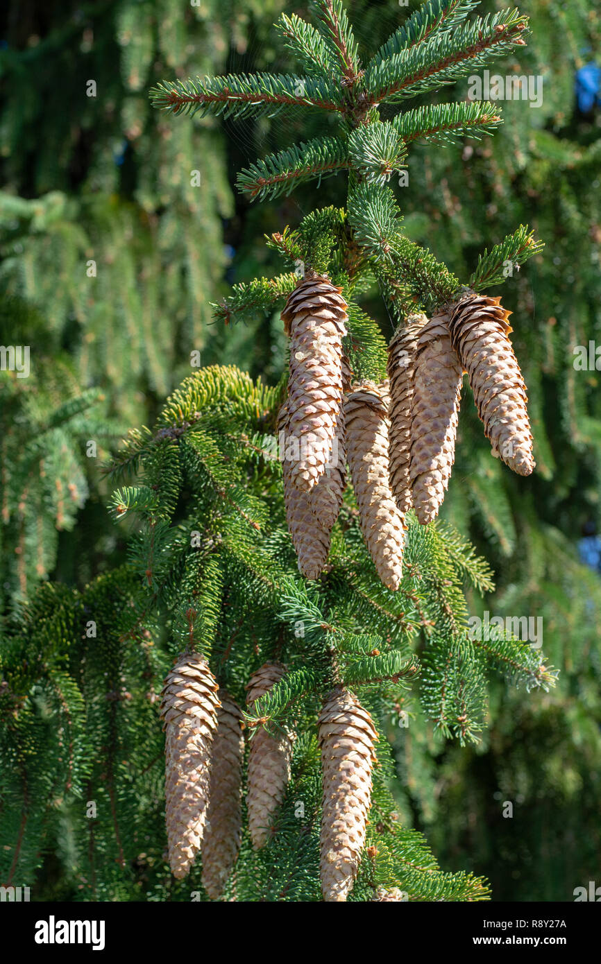Picea schrenkiana evergreen fir tree with long cones, Christmas tree close up Stock Photo