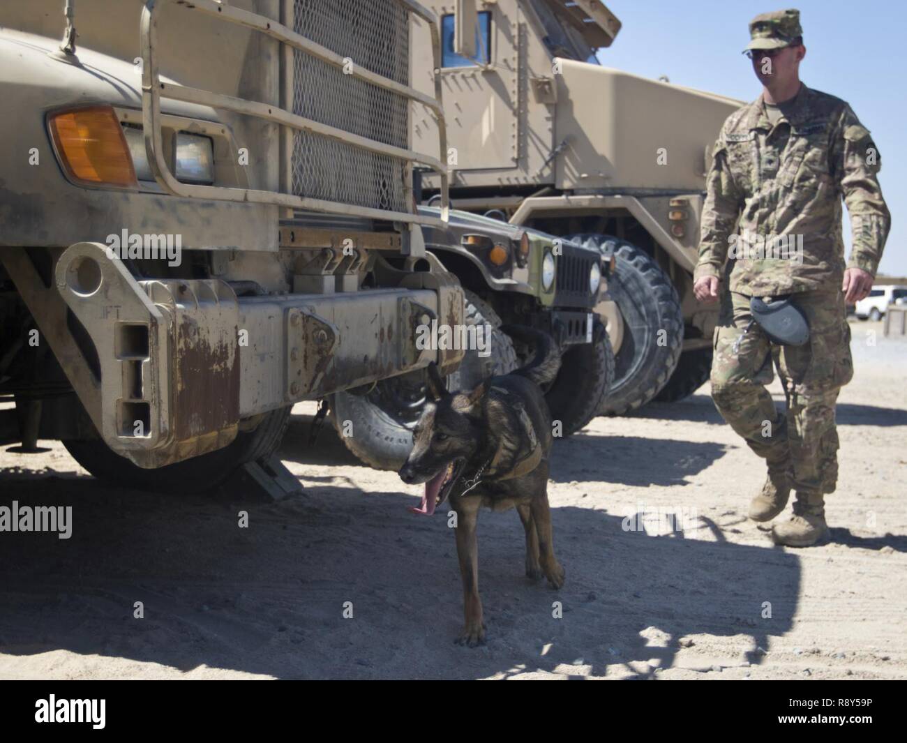 Diana, a military working dog (MWD) with the Directorate of Emergency
