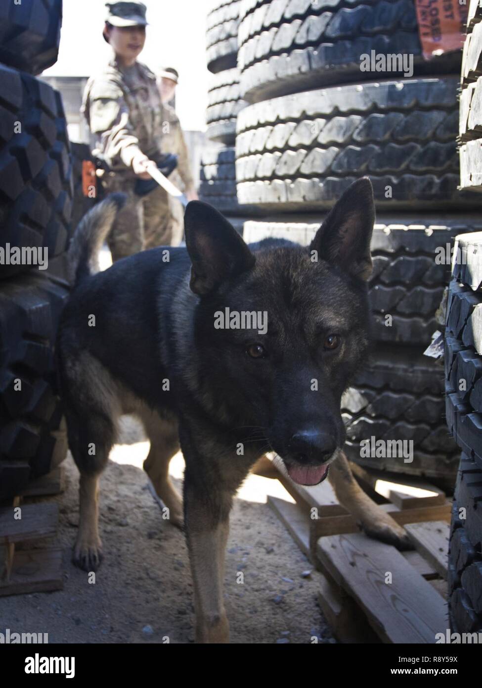 Freddy, a military working dog (MWD) with the Directorate of Emergency