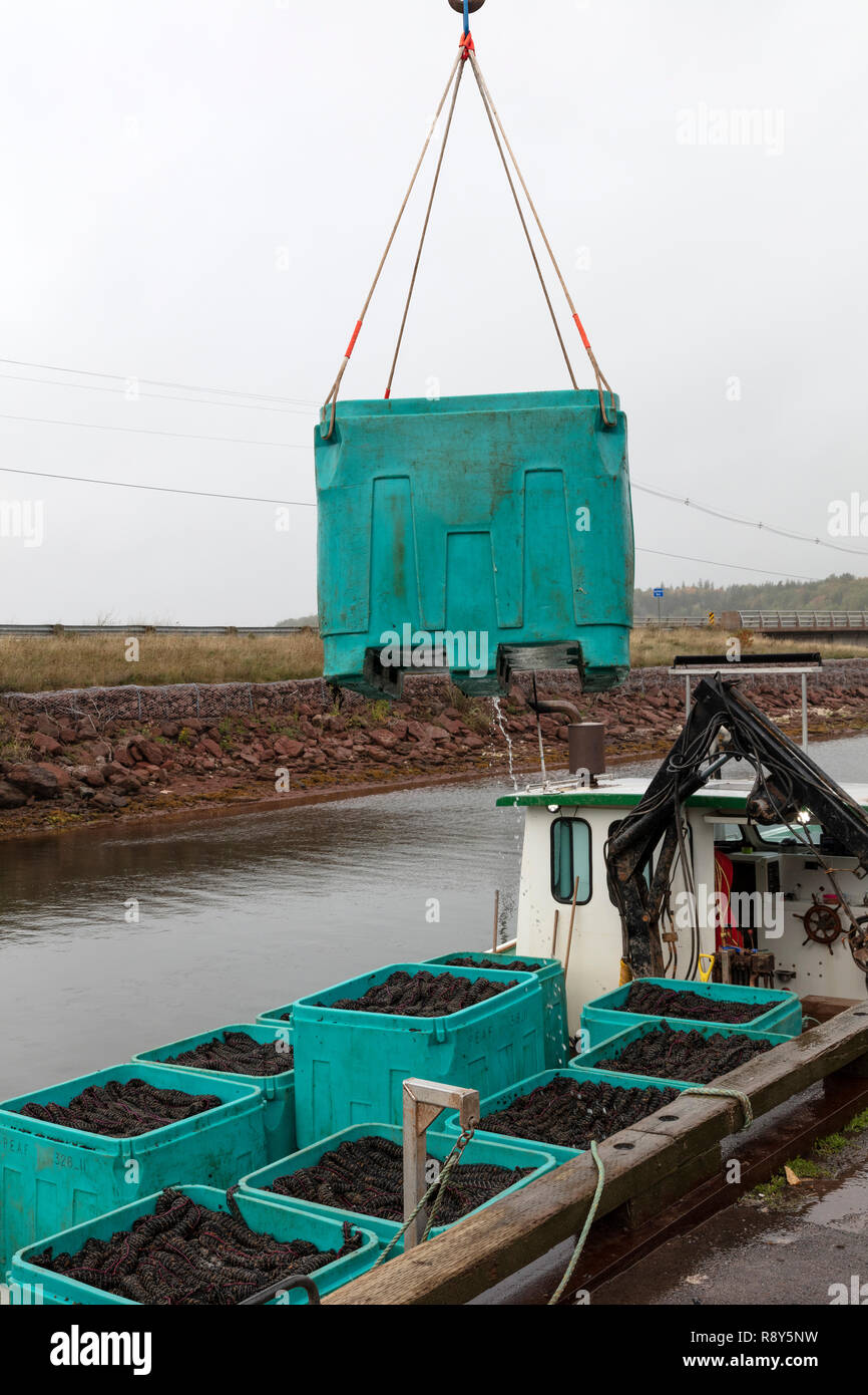 Shell fish farming hi-res stock photography and images - Alamy