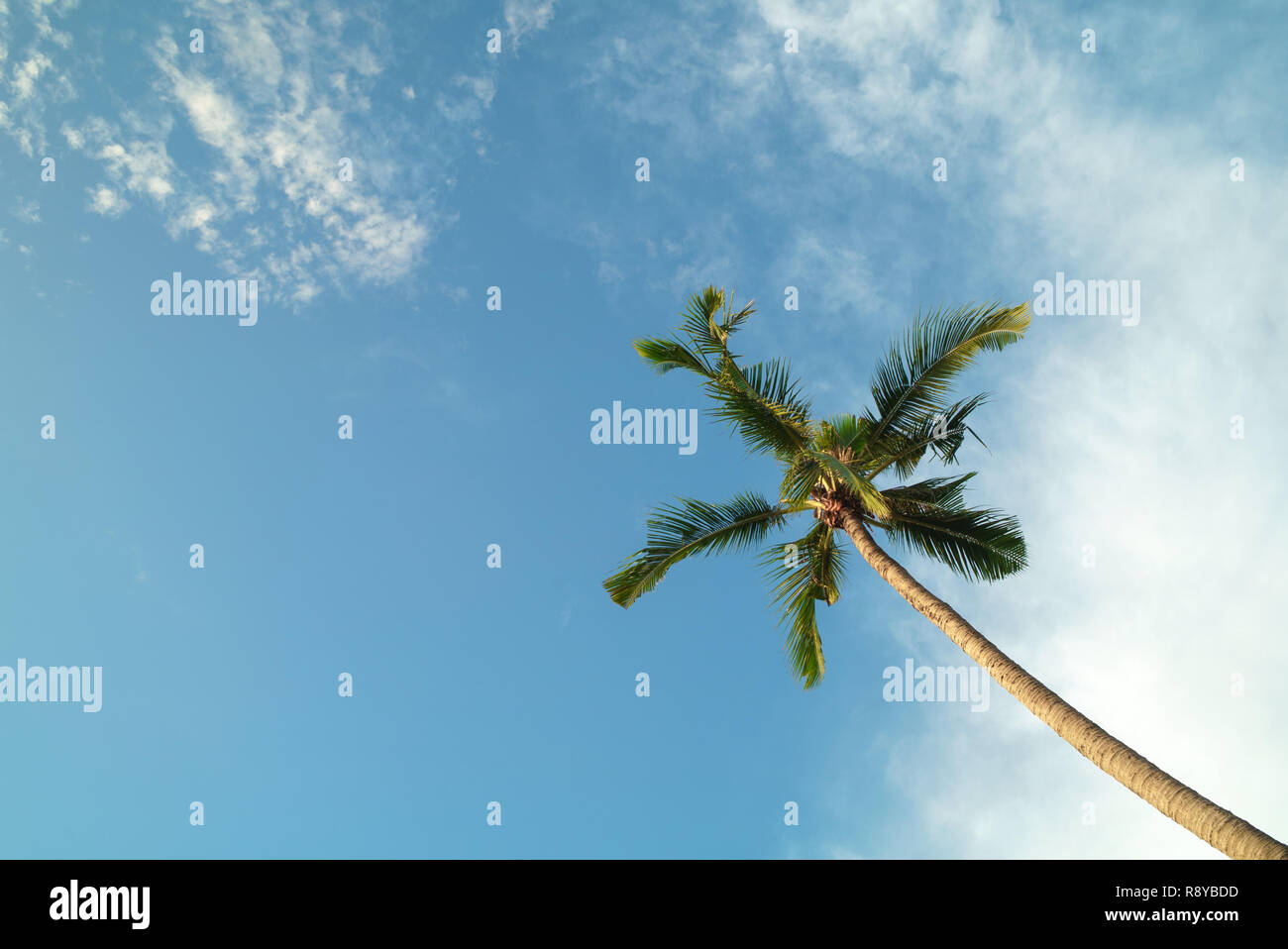 Coconut palm trees over blue sky Stock Photo - Alamy