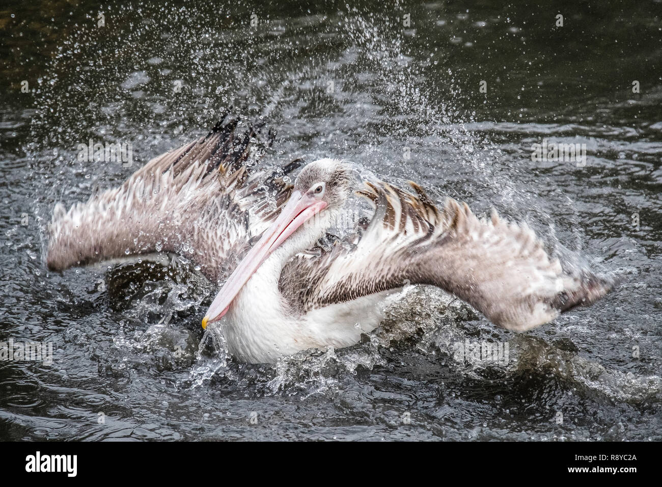 A Pelican enjoys a good splash around to clean his feathers. Stock Photo