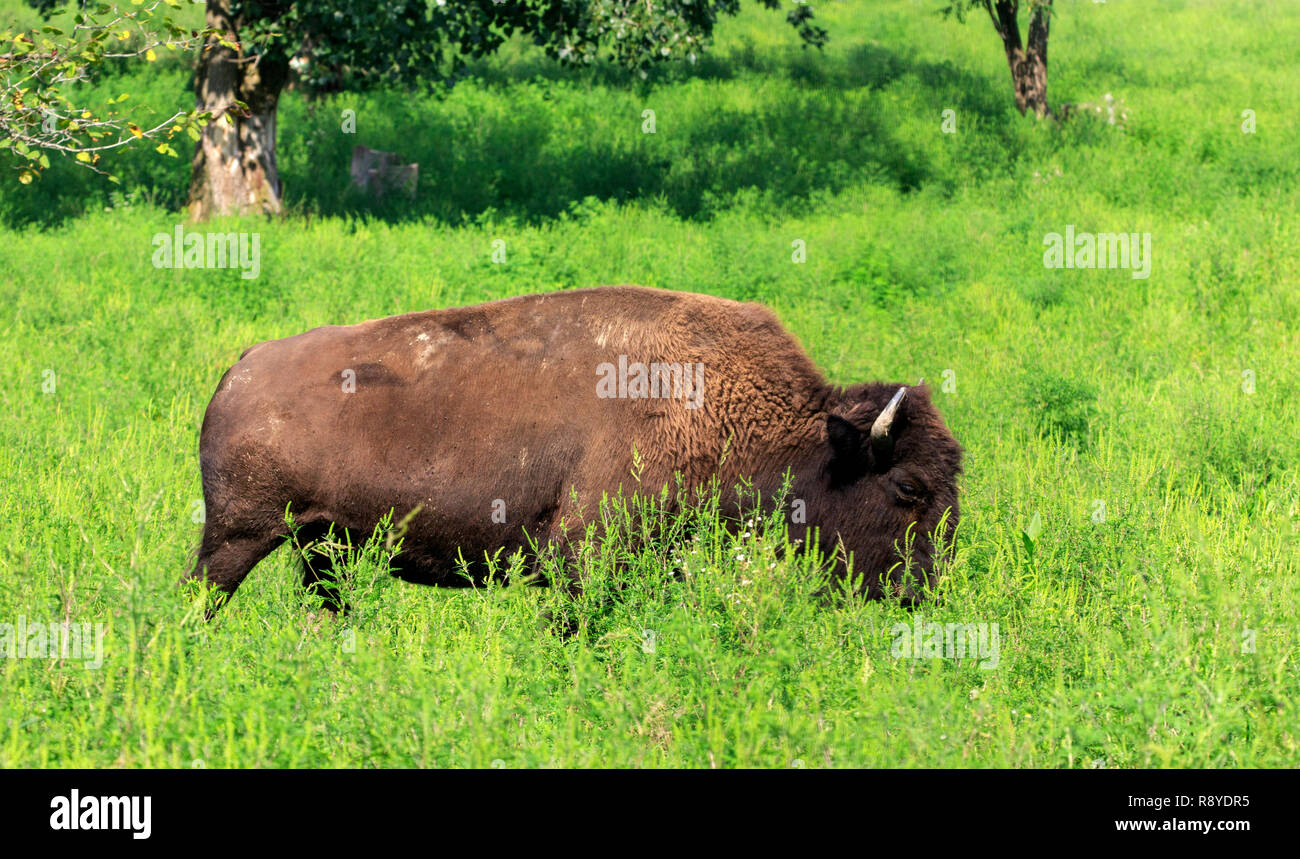 American bison  (Bison bison) in a grassy field, Ouabache State Park in eastern Indiana. Stock Photo