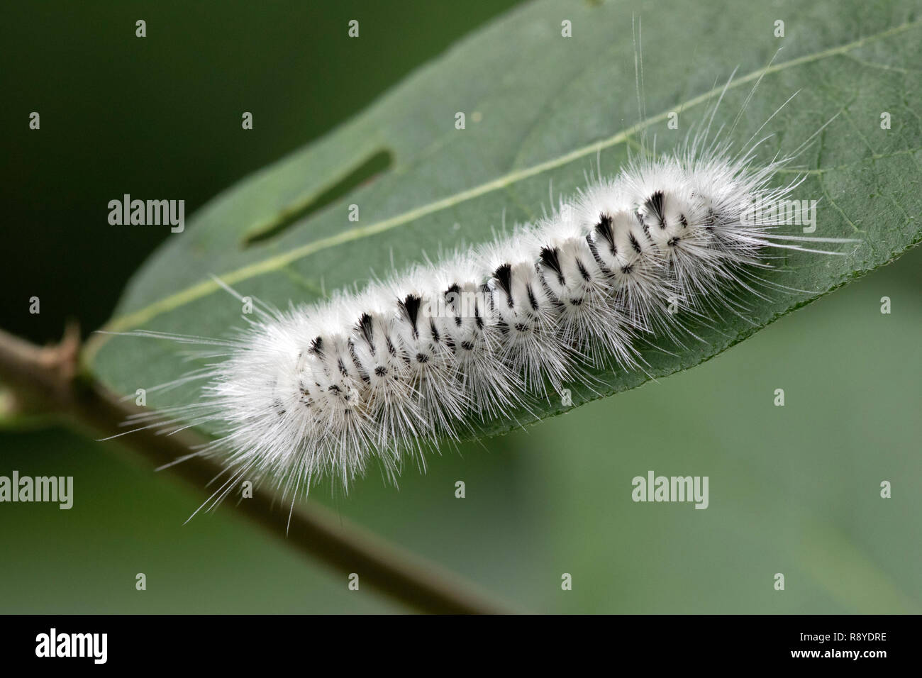 Hickory Tussock caterpillar ( Lophocampa caryae) on leaf Stock Photo