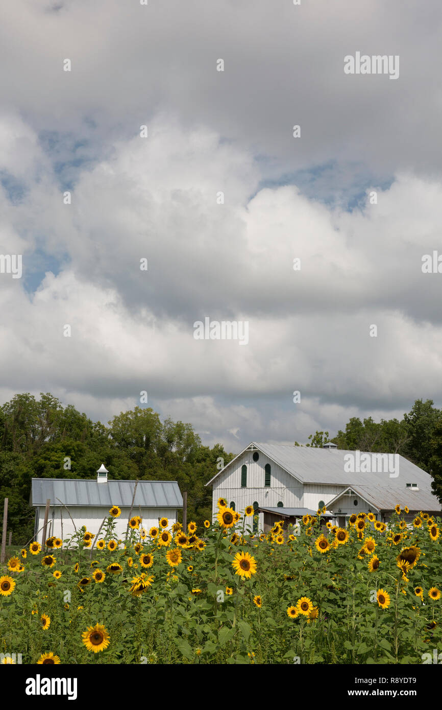 Barn and sunflower field at Possum Creek Metro Park, Dayton. ohio Stock Photo Alamy