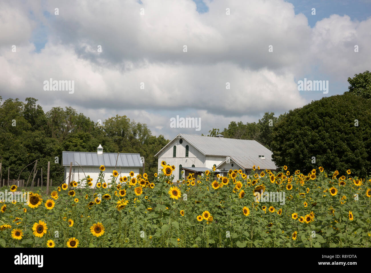 Old possum hires stock photography and images Alamy