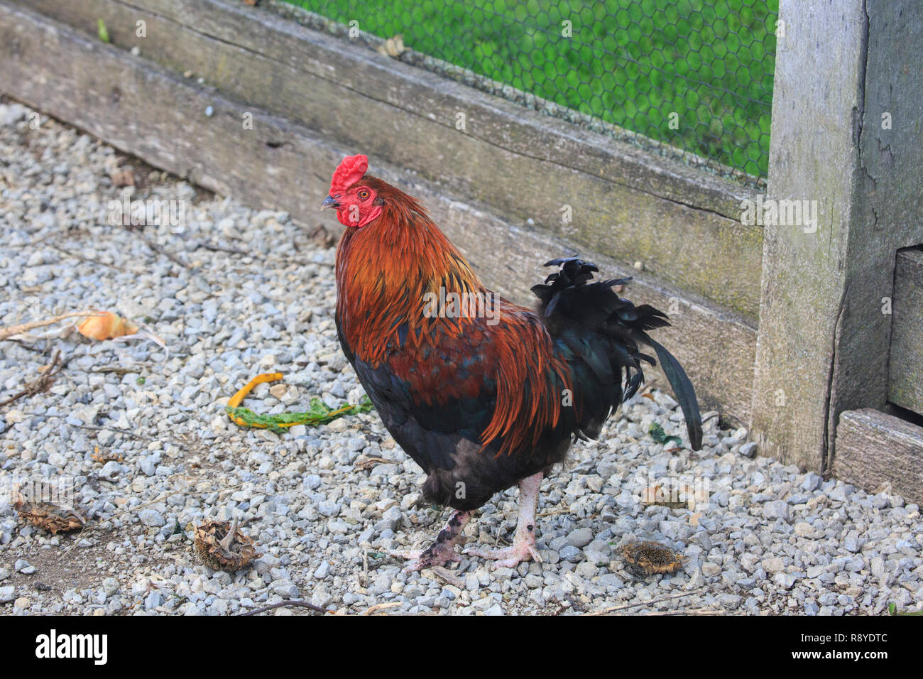 Rhode Island Red Rooster Stock Photo Alamy