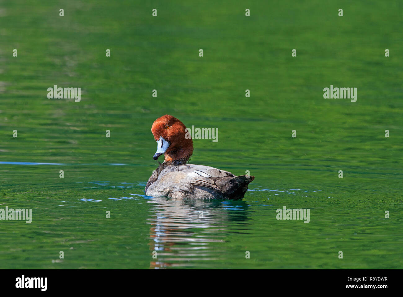 Redhead duck (Aythya americana) on the water swimmingly. Stock Photo