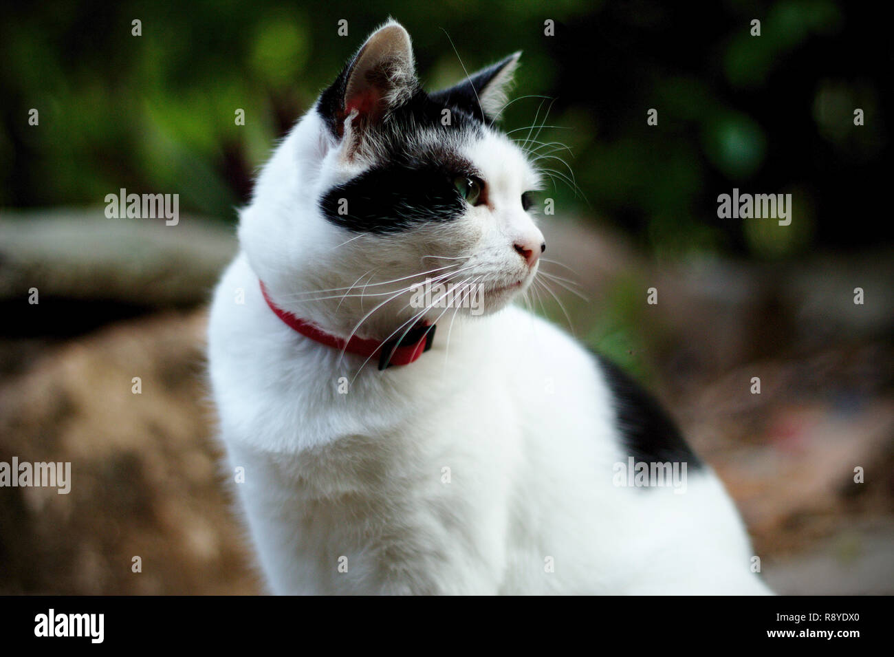 Domestic Black and White cat portrait taken in nature Stock Photo - Alamy