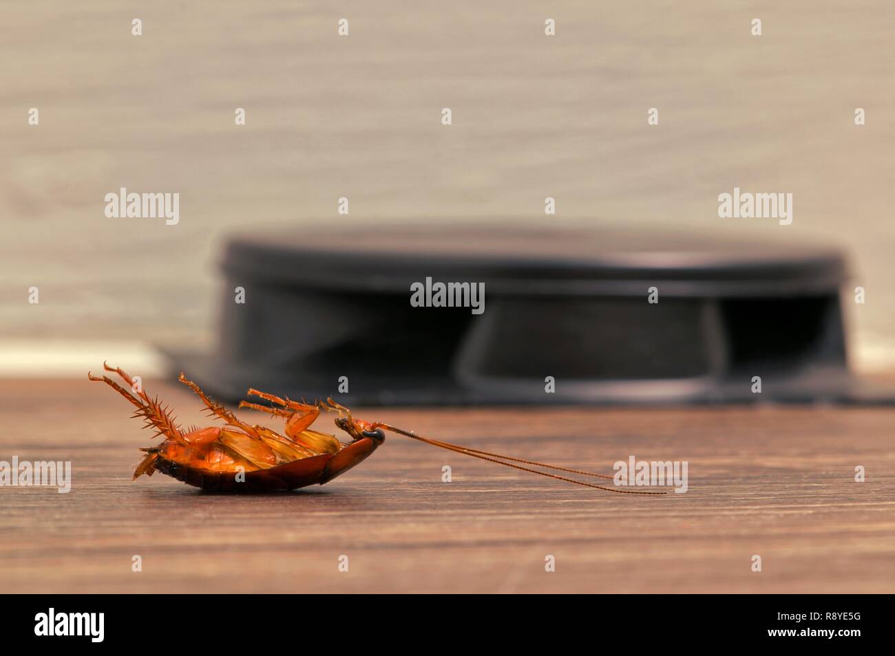 A dead cockroach laying on its back in the foreground, in front of a cockroach bait trap by a skirting board. Stock Photo