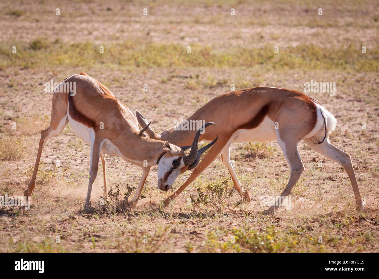 Sparring Rams Two animals sparring hi-res stock photography and images - Alamy
