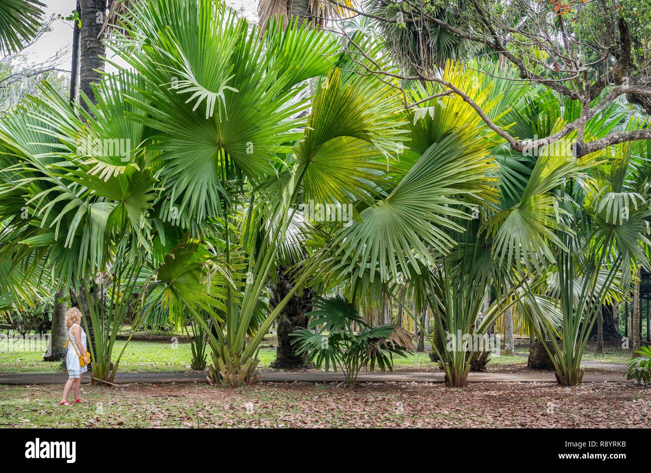 Mauritius, Pamplemousses disctrict, Pamplemousses, Sir Seewoosagur Botanical Garden, Pamplemousses Garden, Washingtonia robusta Stock Photo