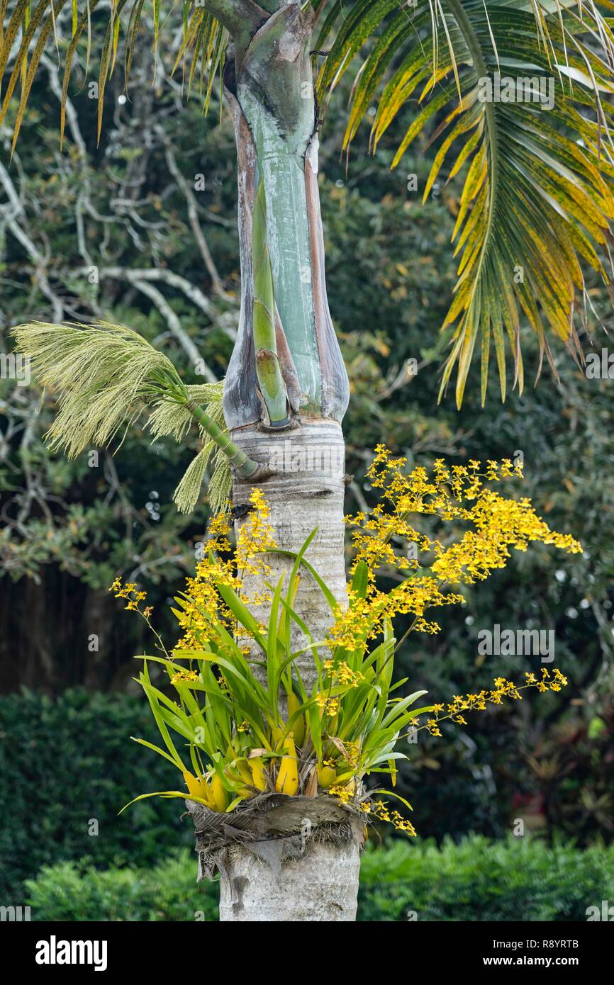 Mauritius, Riviere du Rempart disctrict, Mapou, Labourdonnais castle
