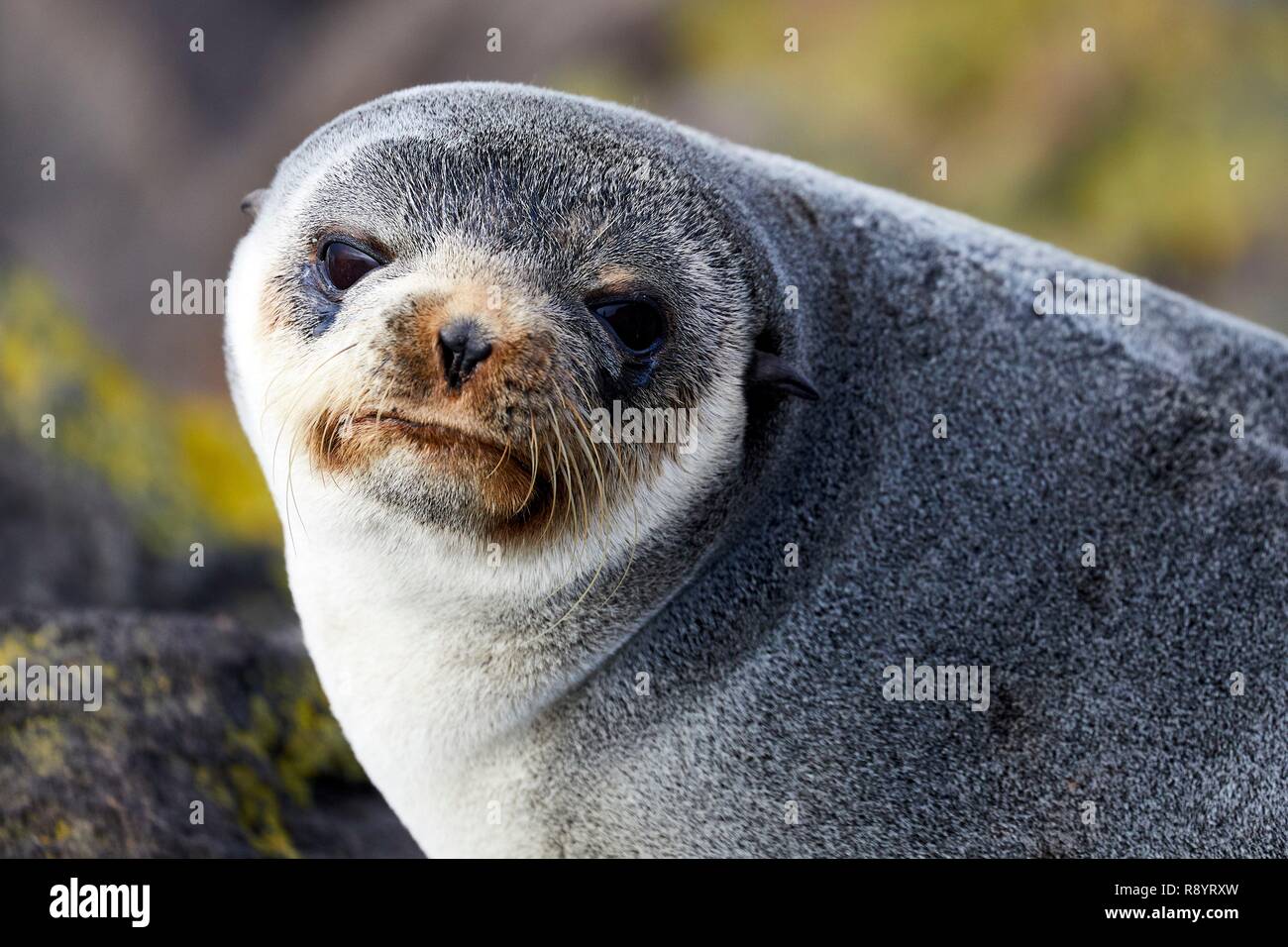 France, Indian Ocean, French Southern and Antarctic Lands, Amsterdam  island, Subantarctic fur seal (Arctocephalus tropicalis Stock Photo - Alamy