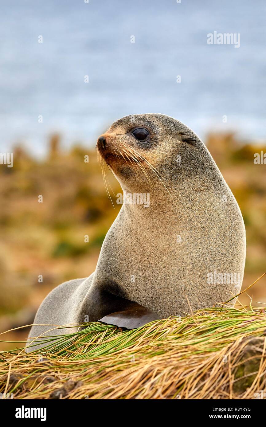 France, Indian Ocean, French Southern and Antarctic Lands, Amsterdam  island, Subantarctic fur seal (Arctocephalus tropicalis Stock Photo - Alamy