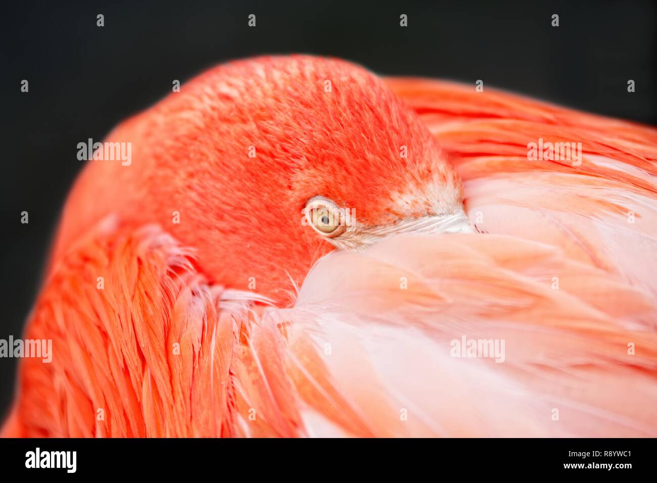 Closeup of a flamingo - Living Coral color with black background. Stock Photo
