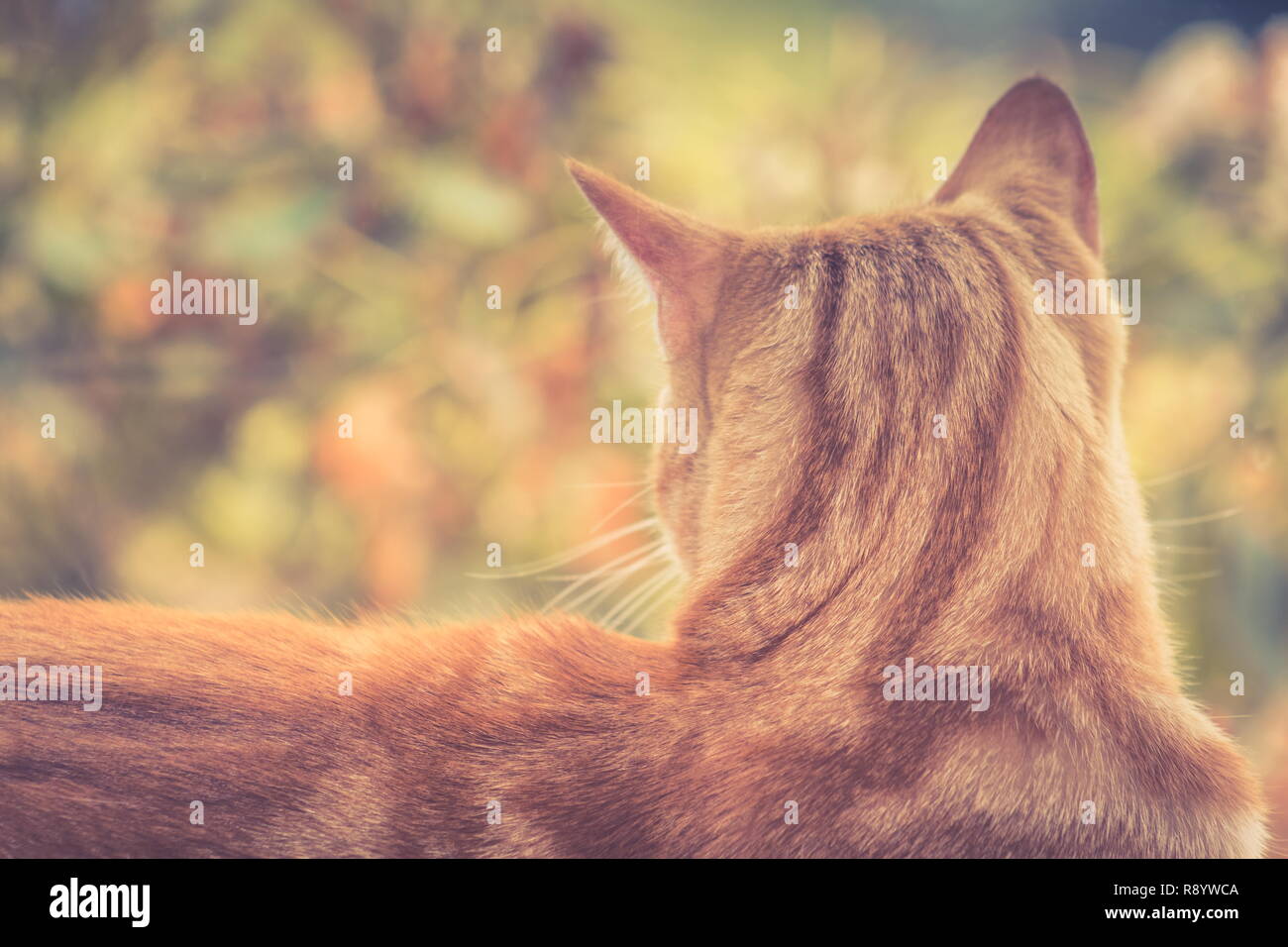 Background image of a ginger cat from behind with copy space. Stock Photo