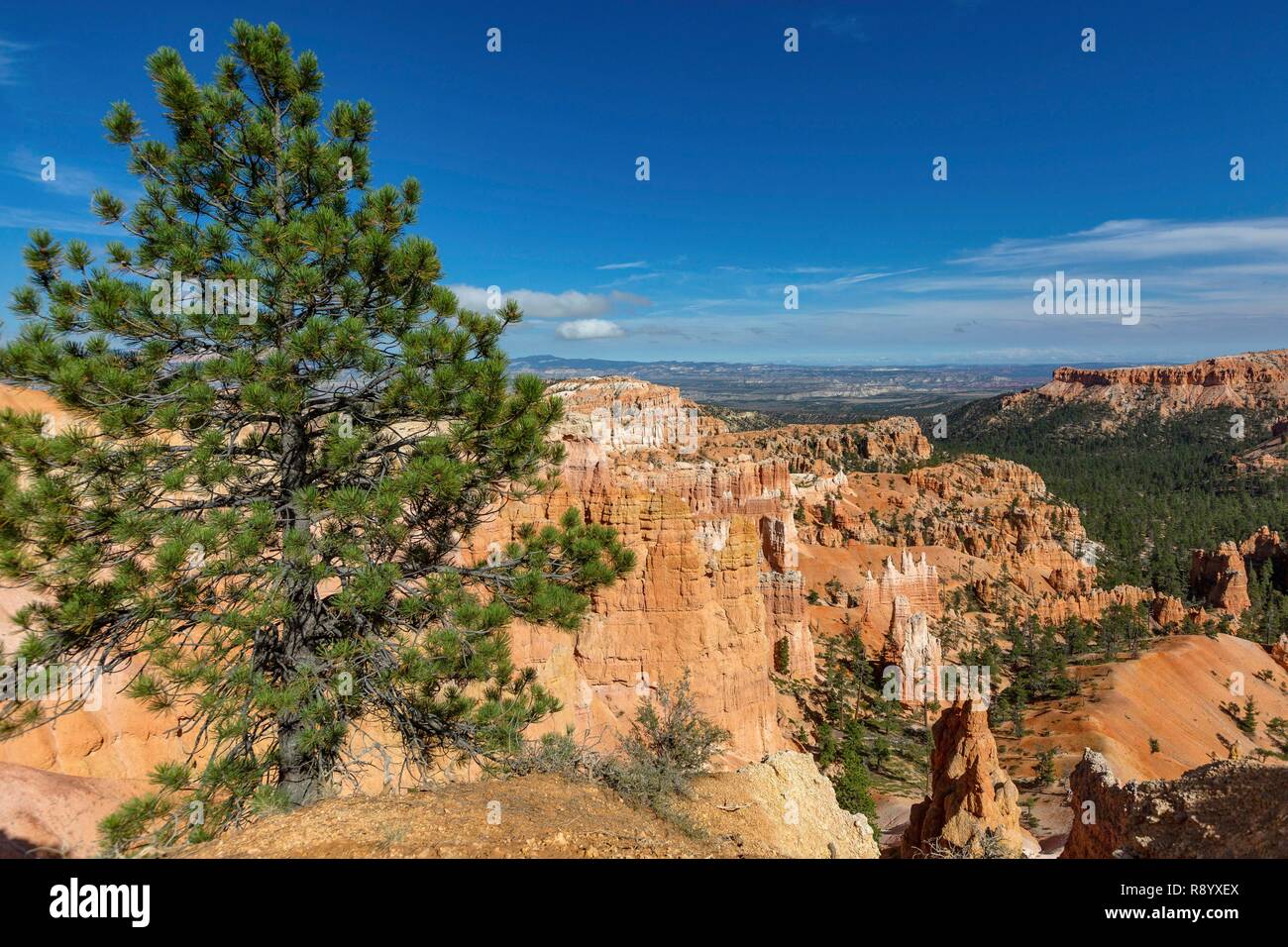 United States, Utah, Bryce Canyon National Park, an impressive geological site where hundreds of hoodoos can be seen, shaped by erosion, with colors ranging from red to white to orange Stock Photo