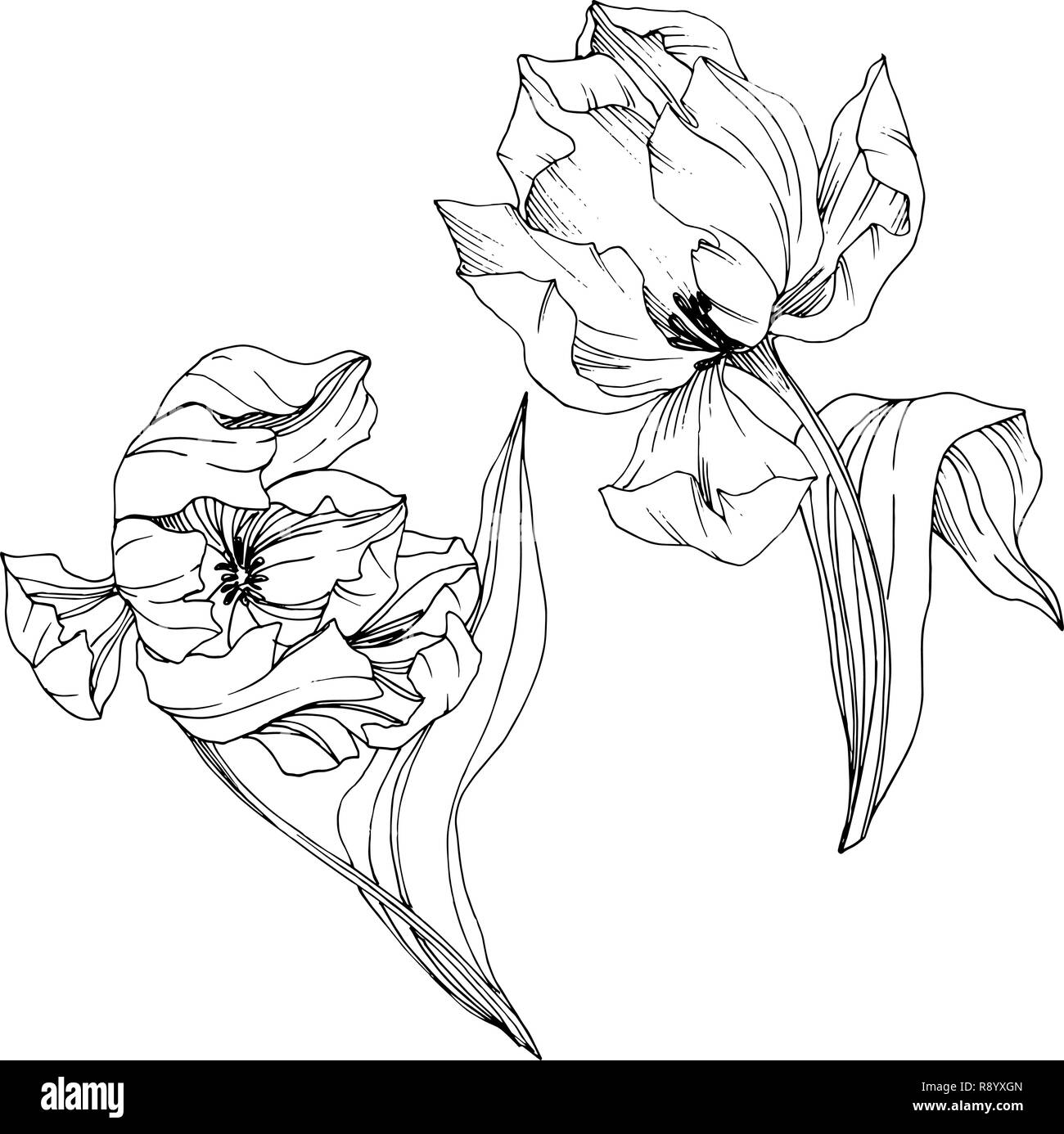 Vector Tulip Black and white engraved ink art. Floral botanical flower ...