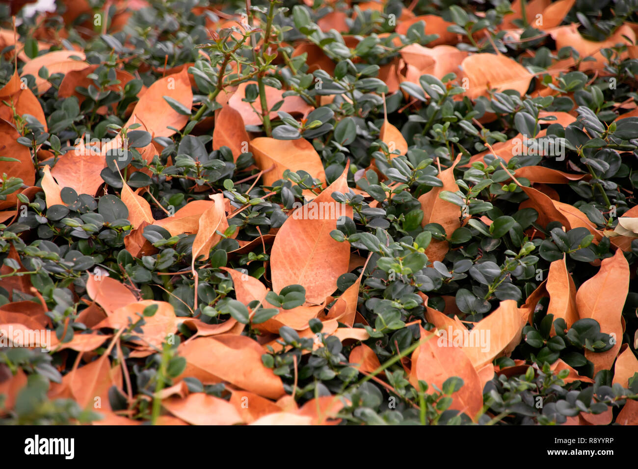 abstract background of dry brown autumn leaves among green foliage of shrubs Stock Photo