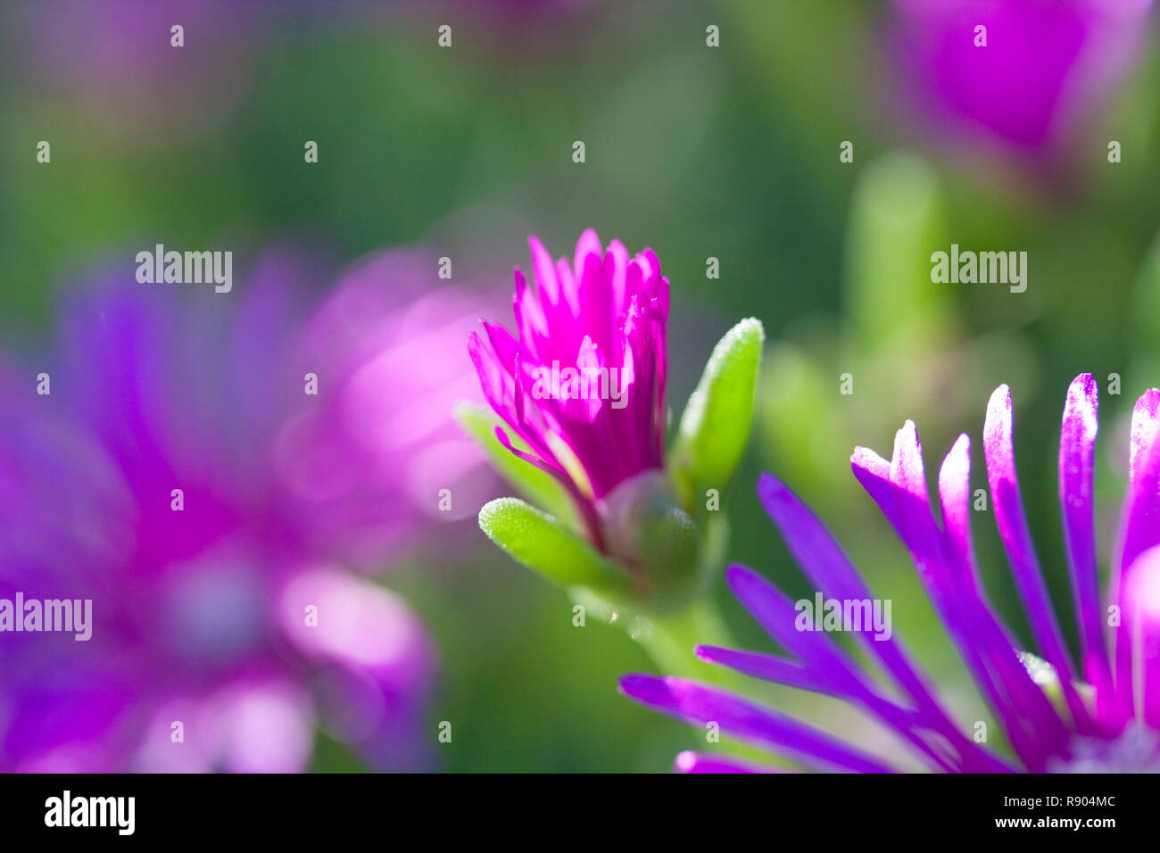 House plant. Stock Photo