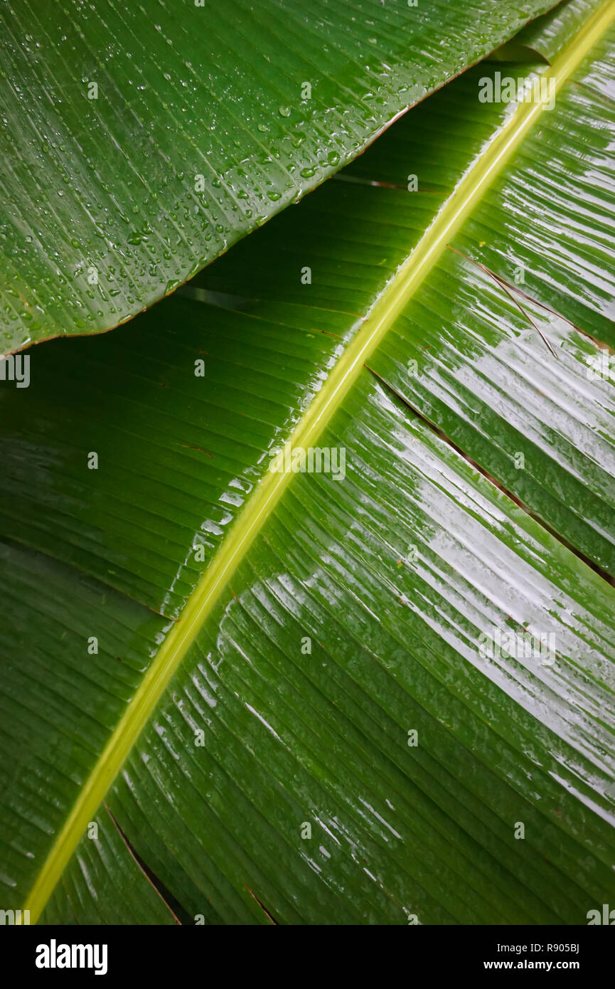Close-up of Wet Green Banana Leaves Stock Photo