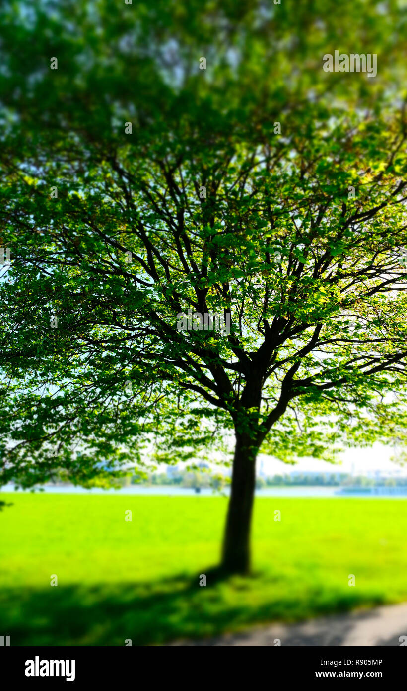 green decidious tree in spring in Dusseldorf Oberkassel, Germany Stock Photo