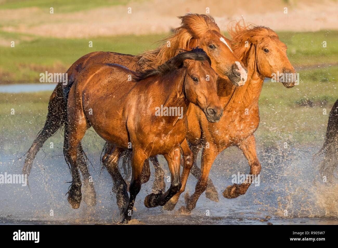 China, Inner Mongolia, Hebei Province, Zhangjiakou, Bashang Grassland, horses running in a group in the water Stock Photo