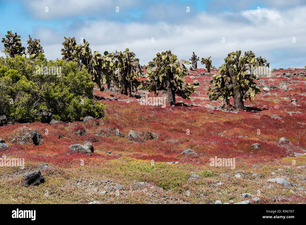 Giant cacti and red sesuvium meadows at the Galapagos Islands Stock Photo
