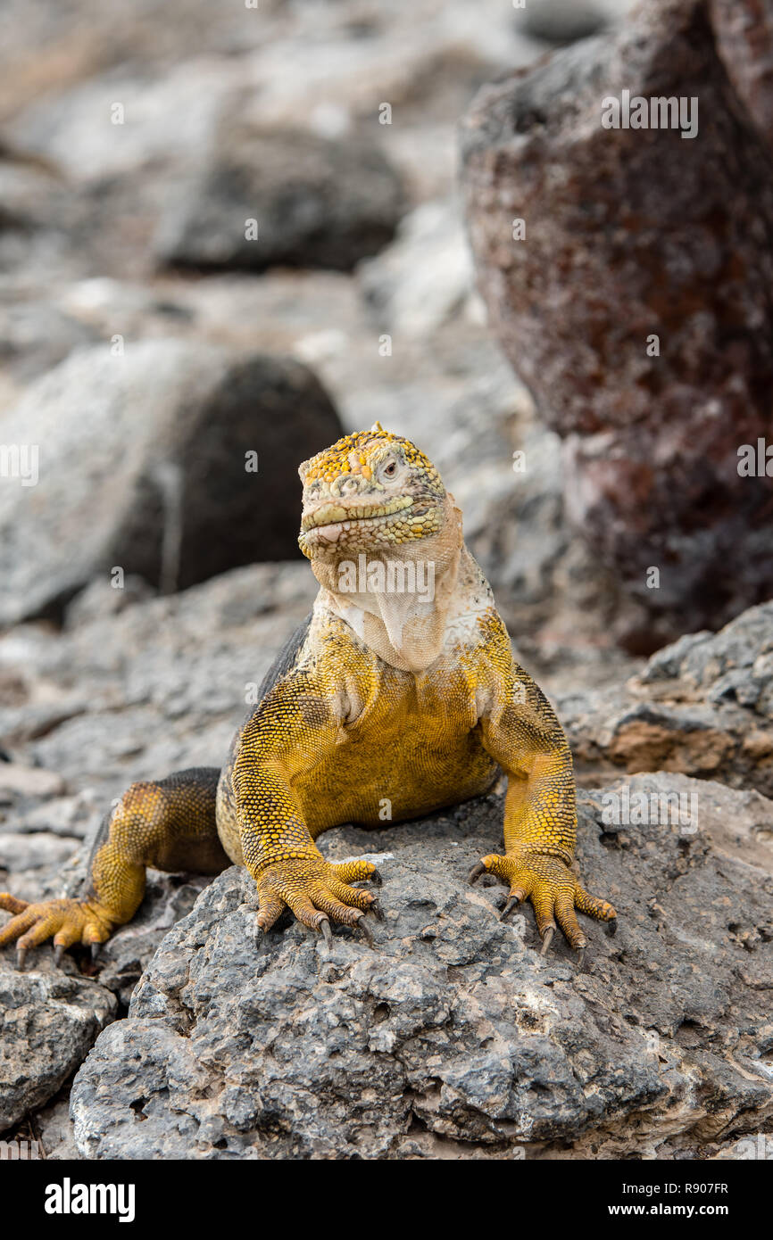 A iguana land with a beautiful yellow skin observes tourists from a stone on South Plaza Island Stock Photo