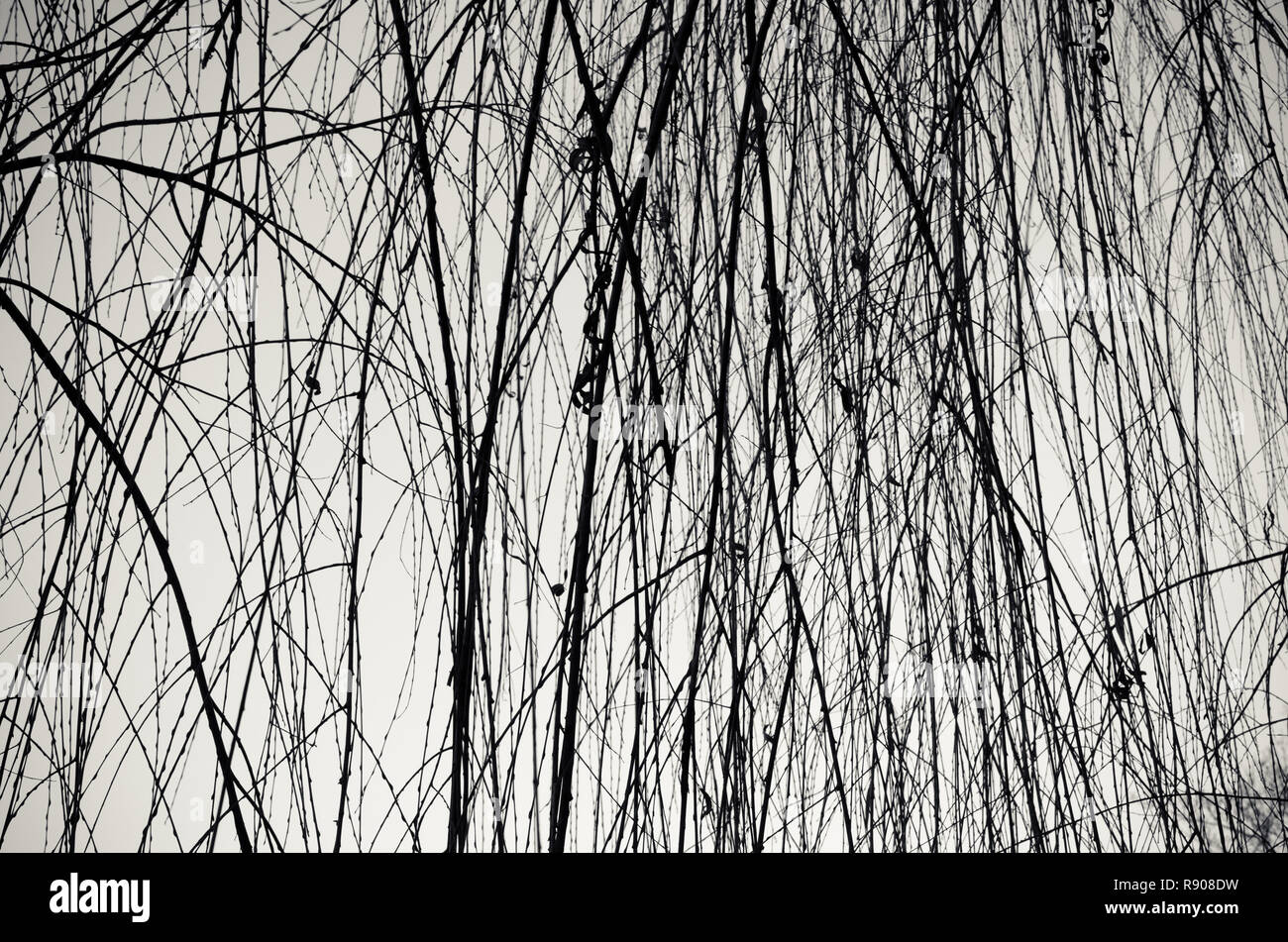 Weeping willow branchlets Stock Photo