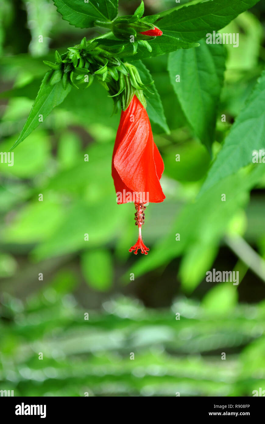 A small single Hibiscus rosa-sinensis flower dangling delicately from a branch Stock Photo