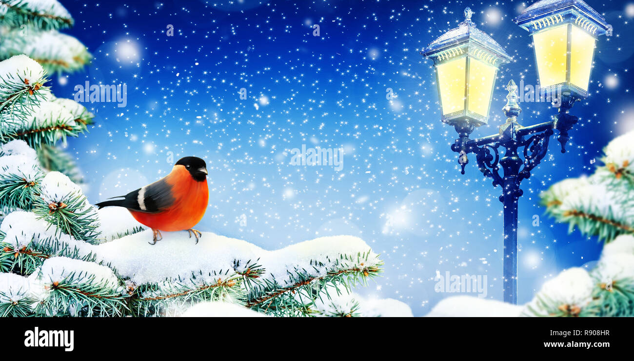 Winter Background. Christmas card or wallpaper. Bullfinch on a snowy fir branch. Light of street lamps. Stock Photo