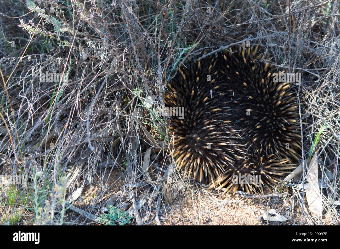 Echidna curled into a ball hiding in a long grass bush as a protection