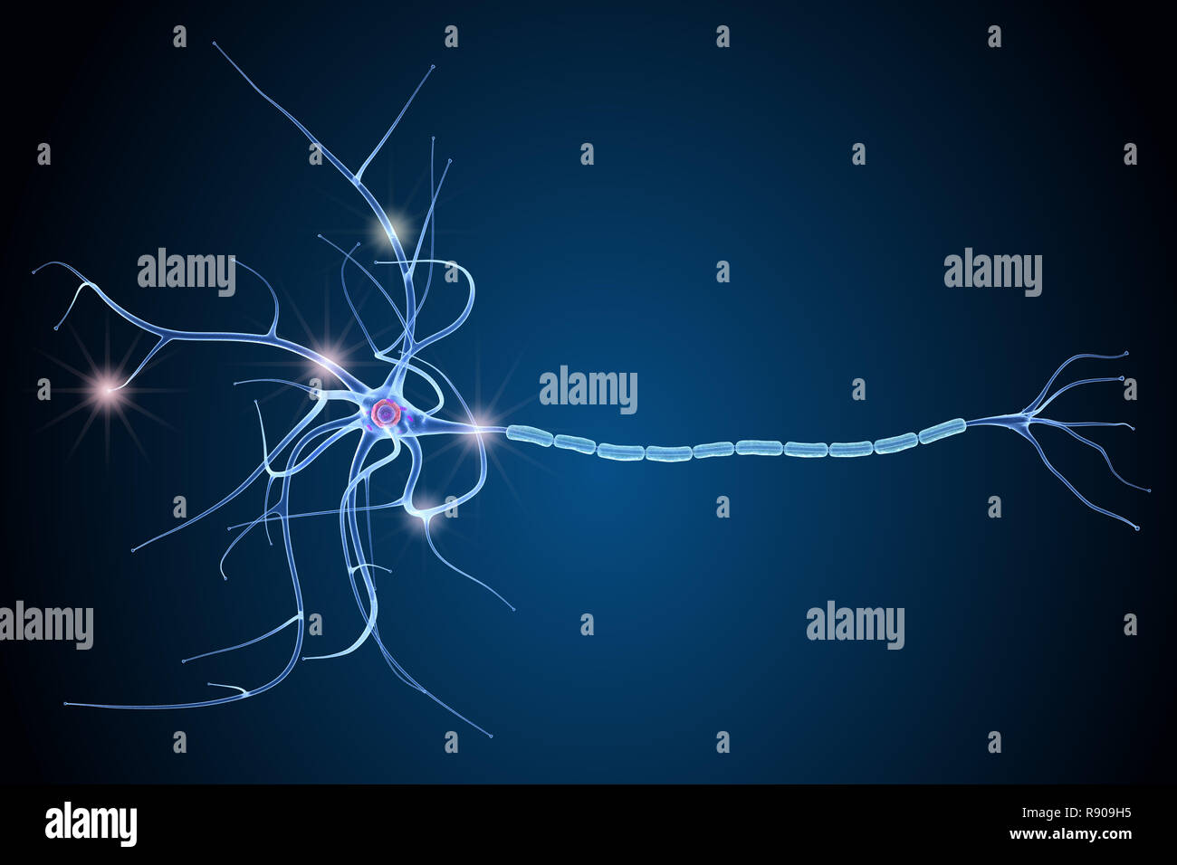 Nerve cell anatomy in details. 3D illustration Stock Photo
