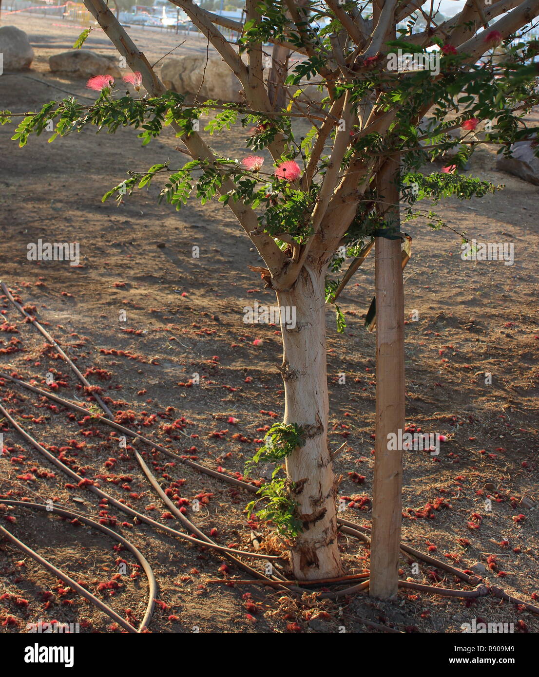 every little tree in the desert has to be watered (albizia julibrissin) Stock Photo